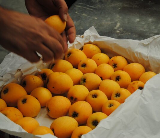 Las exportaciones agroalimentarias de la Comunitat Valenciana aumentan un 7,3% entre enero y julio