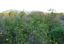 La Generalitat Valenciana dice que reducirá impuestos a los agricultores que rieguen sus campos con agua desalada