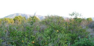 La Generalitat Valenciana dice que reducirá impuestos a los agricultores que rieguen sus campos con agua desalada