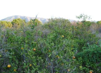 La Generalitat Valenciana dice que reducirá impuestos a los agricultores que rieguen sus campos con agua desalada