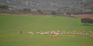 La Junta de Andalucía anuncia ayudas por valor de 82 millones de euros para modernizar el sector agroindustrial andaluz