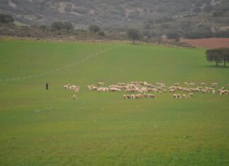 La Junta de Andalucía anuncia ayudas por valor de 82 millones de euros para modernizar el sector agroindustrial andaluz