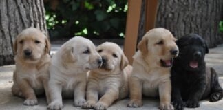 La Generalitat Valenciana aprueba el anteproyecto de Ley de Protección de Animales de Compañía que establece el sacrificio cero y la erradicación del abandono