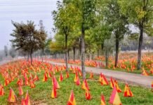 Sevilla honra a los muertos de coronavirus colocando 56.000 banderas de España en la vereda del Río Guadalquivir