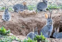 Las explotaciones de conejos en la Comunidad Valenciana recibirán 300.000 euros como ayudas ante los decensos de ventas debido al covid