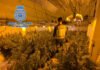 La Policía Nacional desmantela dos plantaciones de marihuana en La Nucia y Altea la Vella y detiene a sus responsables