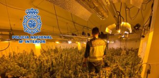 La Policía Nacional desmantela dos plantaciones de marihuana en La Nucia y Altea la Vella y detiene a sus responsables