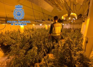 La Policía Nacional desmantela dos plantaciones de marihuana en La Nucia y Altea la Vella y detiene a sus responsables