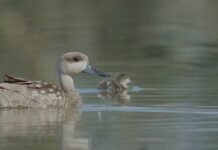 Emergencia Climática retrasa la temporada de caza de aves en los humedales del sur alicantino
