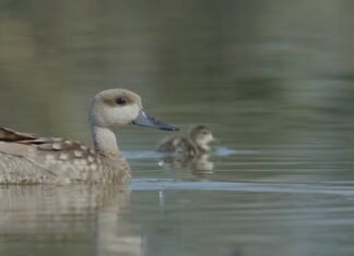 Emergencia Climática retrasa la temporada de caza de aves en los humedales del sur alicantino
