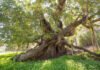 Los árboles monumentales de la Región de Murcia se convierten en protagonistas de la nueva publicación de ‘Naturalmente conectados’