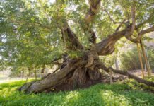 Los árboles monumentales de la Región de Murcia se convierten en protagonistas de la nueva publicación de ‘Naturalmente conectados’