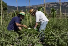 Madrid anticipa más de 16.000.000 de euros de las ayudas de la PAC a sus agricultores correspondientes al año 2020
