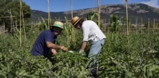 Madrid anticipa más de 16.000.000 de euros de las ayudas de la PAC a sus agricultores correspondientes al año 2020
