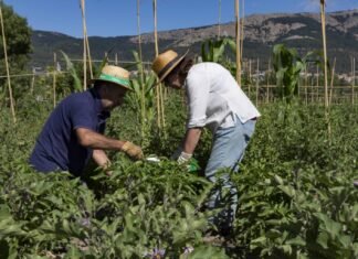 Madrid anticipa más de 16.000.000 de euros de las ayudas de la PAC a sus agricultores correspondientes al año 2020