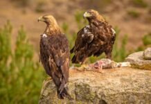 Castilla-La Mancha invertirá 1.200.000 euros en los Centros de Recuperación de Fauna de Toledo y Ciudad Real y la atención a especies amenazadas