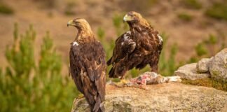 Castilla-La Mancha invertirá 1.200.000 euros en los Centros de Recuperación de Fauna de Toledo y Ciudad Real y la atención a especies amenazadas