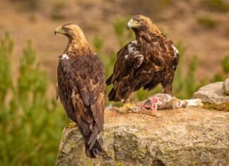 Castilla-La Mancha invertirá 1.200.000 euros en los Centros de Recuperación de Fauna de Toledo y Ciudad Real y la atención a especies amenazadas