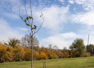Zaragoza recoge el premio que reconoce su labor para mejorar la calidad del aire