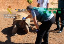 La Guardia Civil desarticula dos grupos criminales que traficaban con especies animales protegidas