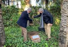 Los clubes rotarios de Elche plantan una palmera en el XX aniversario de la declaración UNESCO