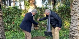 Los clubes rotarios de Elche plantan una palmera en el XX aniversario de la declaración UNESCO