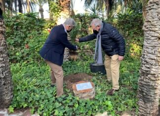 Los clubes rotarios de Elche plantan una palmera en el XX aniversario de la declaración UNESCO