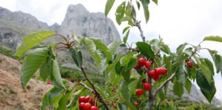 El Gobierno regional y sector agroalimentario de Murcia piden al Ejecutivo de España que no aplique la subida del IVA a zumos y néctares