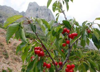 El Gobierno regional y sector agroalimentario de Murcia piden al Ejecutivo de España que no aplique la subida del IVA a zumos y néctares