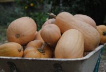 La Generalitat Valenciana apuesta por la agricultura como sector clave en la recuperación económica de las tres provincias de la Comunidad