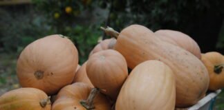 La Generalitat Valenciana apuesta por la agricultura como sector clave en la recuperación económica de las tres provincias de la Comunidad