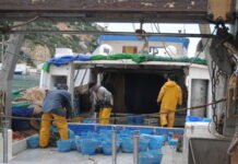 Agricultura destina más de 155.000 euros para promocionar el consumo de pescado valenciano