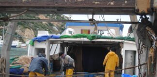 Agricultura destina más de 155.000 euros para promocionar el consumo de pescado valenciano