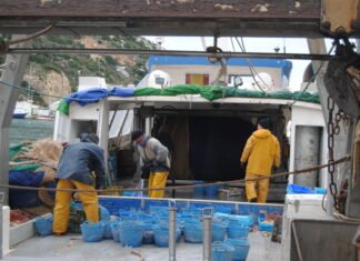 Agricultura destina más de 155.000 euros para promocionar el consumo de pescado valenciano