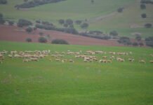 Madrid destina 2.800.000 euros en ayudas al sector ganadero y la industria alimentaria