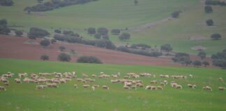 Madrid destina 2.800.000 euros en ayudas al sector ganadero y la industria alimentaria