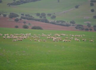 Madrid destina 2.800.000 euros en ayudas al sector ganadero y la industria alimentaria