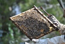 La Conselleria de Agricultura concede un plazo de 2 años a las entidades agrarias y al sector apícola para alcanzar un acuerdo sobre el decreto de la ‘pinyolà’