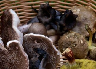 Un total de 39 personas se han perdido este otoño en Castilla-La Mancha mientras buscaban setas