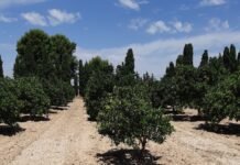 Murcia fomenta el riego subterráneo en cítricos para el cumplimiento de la Ley de recuperación y protección del Mar Menor