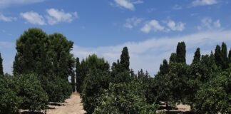 Murcia fomenta el riego subterráneo en cítricos para el cumplimiento de la Ley de recuperación y protección del Mar Menor