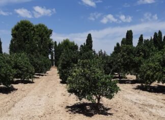 Murcia fomenta el riego subterráneo en cítricos para el cumplimiento de la Ley de recuperación y protección del Mar Menor
