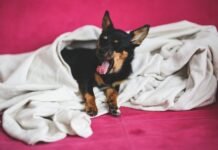 El Ayuntamiento de Alicante promueve una campaña de recogida de alimentos para animales sin hogar