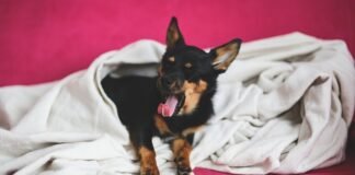 El Ayuntamiento de Alicante promueve una campaña de recogida de alimentos para animales sin hogar