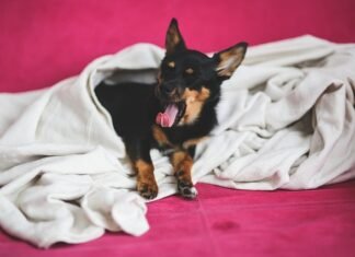 El Ayuntamiento de Alicante promueve una campaña de recogida de alimentos para animales sin hogar