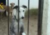 La Guardia Civil clausura en Madrid una perrera clandestina e intervenidos un centenar de perros