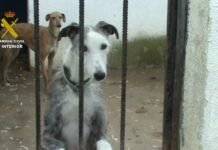La Guardia Civil clausura en Madrid una perrera clandestina e intervenidos un centenar de perros