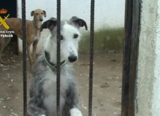 La Guardia Civil clausura en Madrid una perrera clandestina e intervenidos un centenar de perros