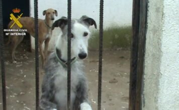 La Guardia Civil clausura en Madrid una perrera clandestina e intervenidos un centenar de perros
