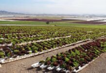 Las explotaciones agrícolas del entorno del Mar Menor deben comunicar el volumen de agua tomada antes de fin de año
